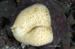 Hymeniacidon globularis