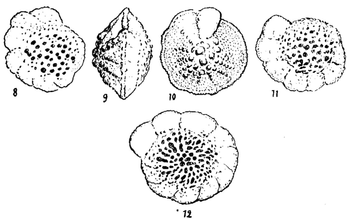 Neorotalia alicantina Colom, 1954