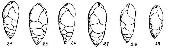Bulimina aspensis Colom, 1954