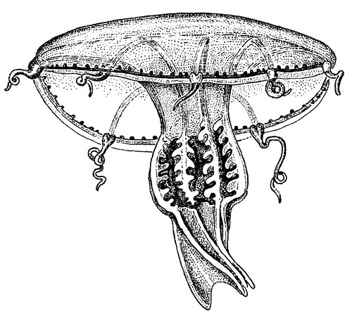 Octotiara russelli from Kramp (1968)