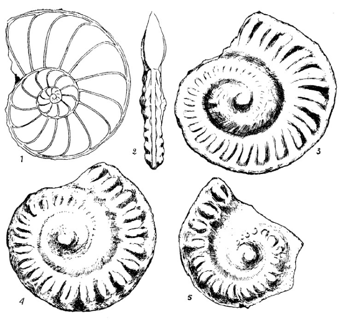 Operculina pellatispiroides Colom, 1954