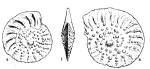 Operculina aspensis Colom, 1954