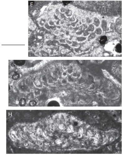 Neoplanorbulinella malatyaensis Gedik, 2017