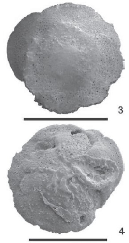 Asterigerinella jonesi Rögl & Briguglio, 2018