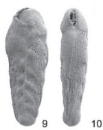 Brizalina keralensis Rögl & Briguglio, 2018