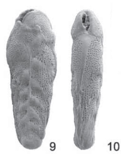 Brizalina keralensis Rögl & Briguglio, 2018