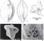 Paralachlanella pilleri Rögl & Briguglio, 2018