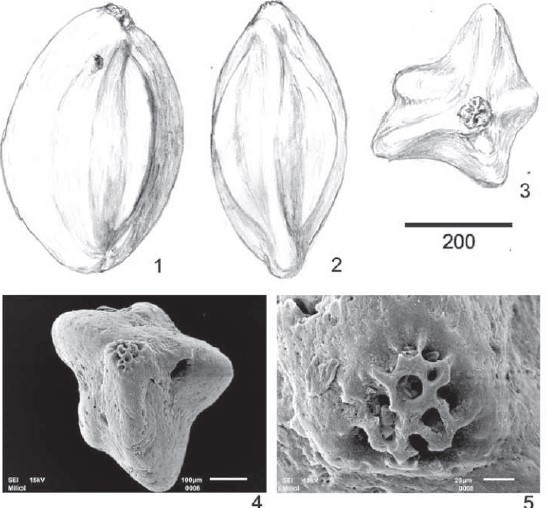 Paralachlanella pilleri Rögl & Briguglio, 2018