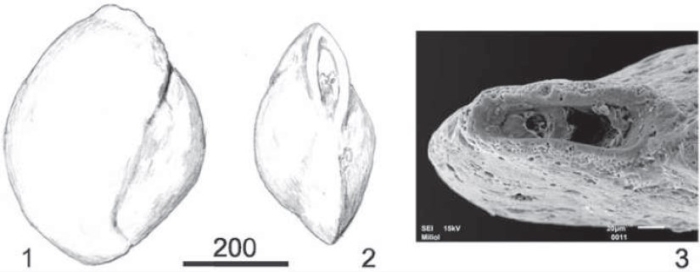 Pseudomassilina quilonensis Rögl & Briguglio, 2018