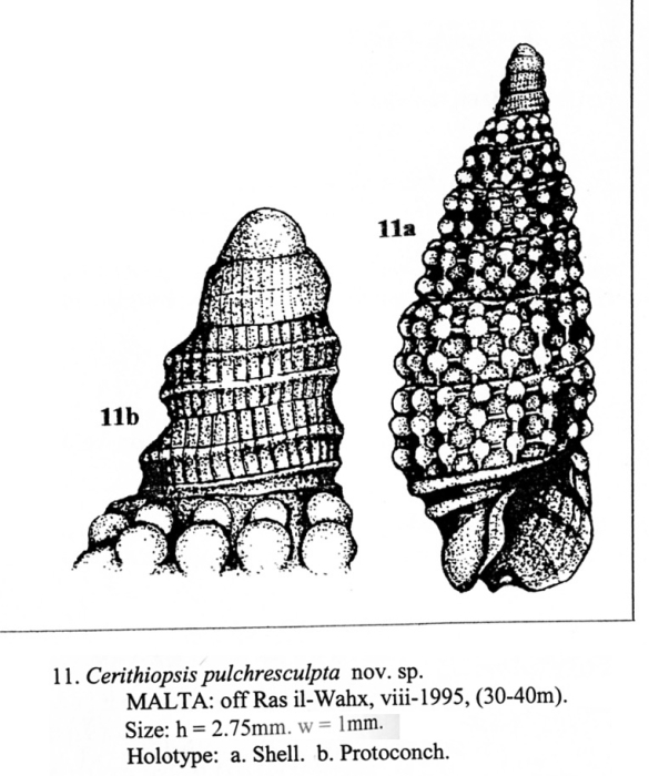 Cerithiopsis pulchresculpta Cachia, Mifsud & Sammut, 2004, original figure Cerithiopsis pulchresculpta Cachia, Mifsud & Sammut, 2004, original figure