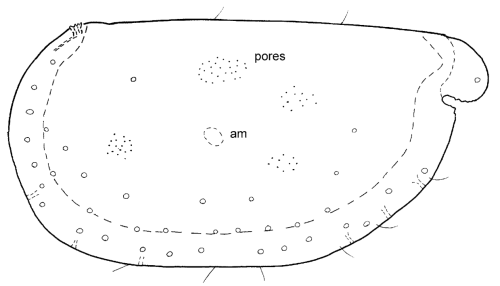 Spelaeoecia hox Kornicker, Iliffe & Harrison-Nelson, 2007