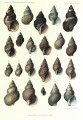 Mollusca (molluscs)