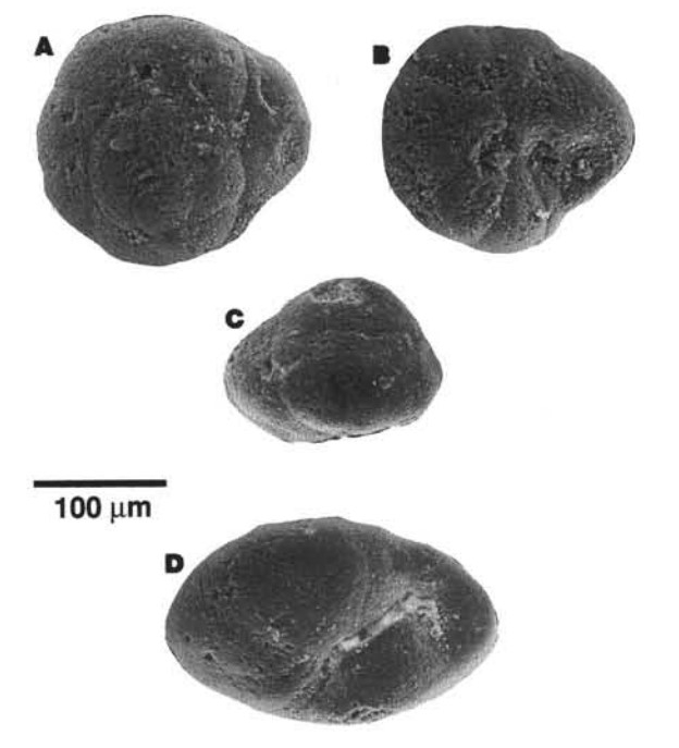 Nezzazata isabellae Arnaud-Vanneau & Sliter, 1995