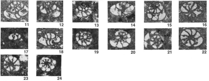 Nezzazata isabellae Arnaud-Vanneau & Sliter, 1995