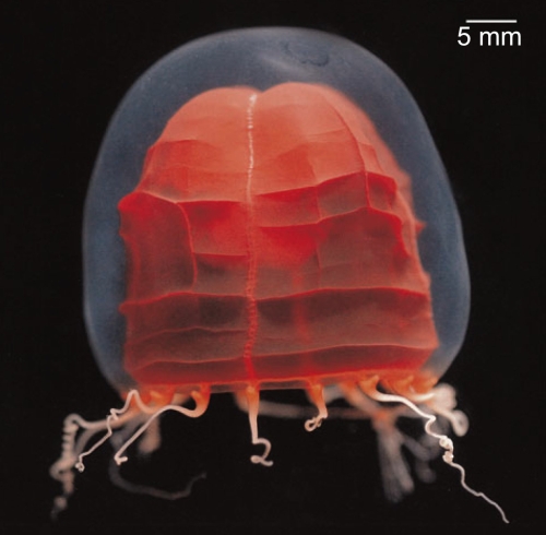 Pandea rubra, Japan, from Lindsay et al. (2008)