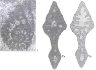 Demirina meridionalis Özcan, 1994