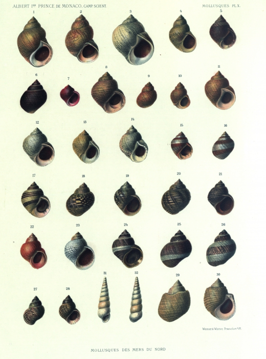 Dautzenberg & Fischer (1912, pl. 10) Dautzenberg & Fischer (1912, pl. 10)