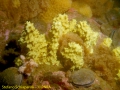 Porifera (sponges)