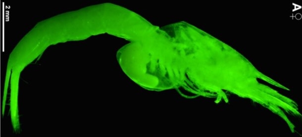 Schizurakrops meesi Schizurakrops meesi