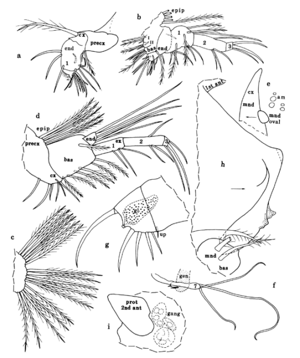 Spelaeoecia cubensis Kornicker & Yager, 1996 (7)