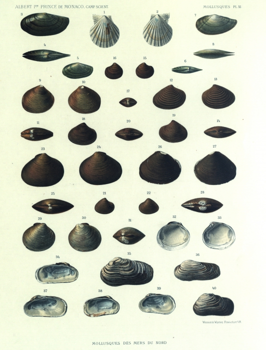 Dautzenberg & Fischer (1912, pl. 11) Dautzenberg & Fischer (1912, pl. 11)