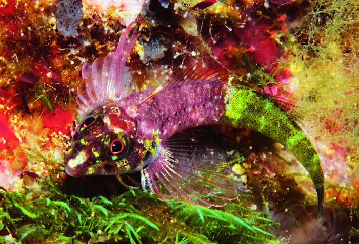 Enneapterygius viridicauda Enneapterygius viridicauda