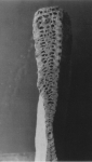 Marginopora kudakajimensis Gudmundsson, 1994