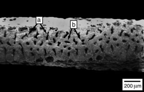 Amphisorus sauronesensis Lee, Burnham & Cevasco, 2004