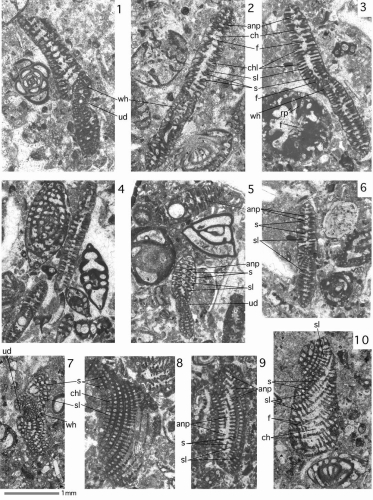 Neorhipidionina spiralis Hottinger, 2007