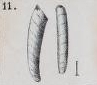 Vaginula (Vaginulina) laevigata Roemer, 1838