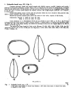 Caribbean Ostracoda