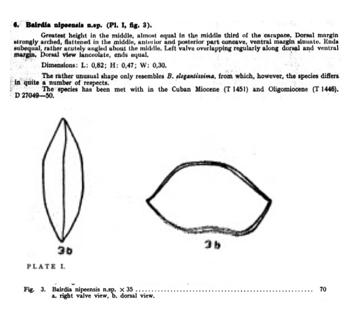 Bairdia nipeensis Bold, 1946 from the original description