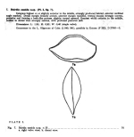 Bairdia cassida Bold, 1946 from the original description