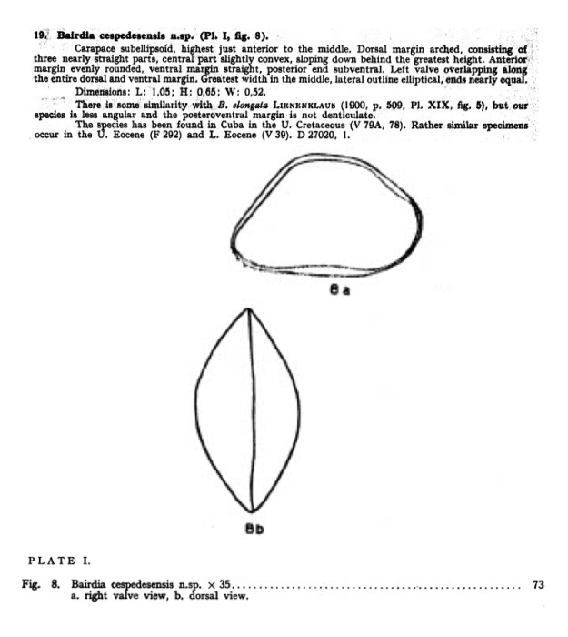 Bairdia cespedesensis Bold, 1946 from the original description