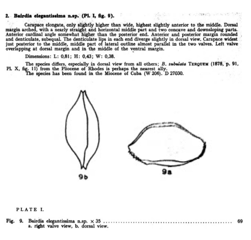Bairdia elegantissima Bold, 1946 from the original description