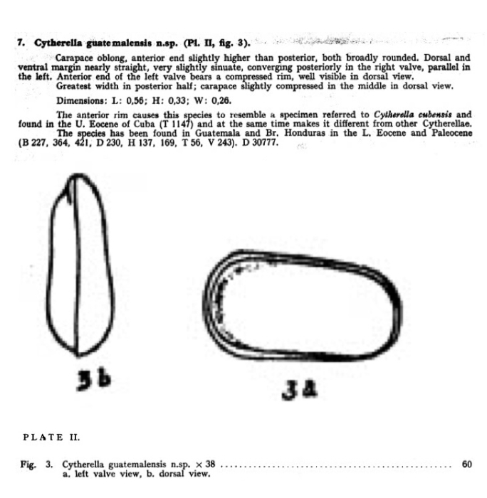 Bythocypris pachyconcha Bold, 1946 from the original description