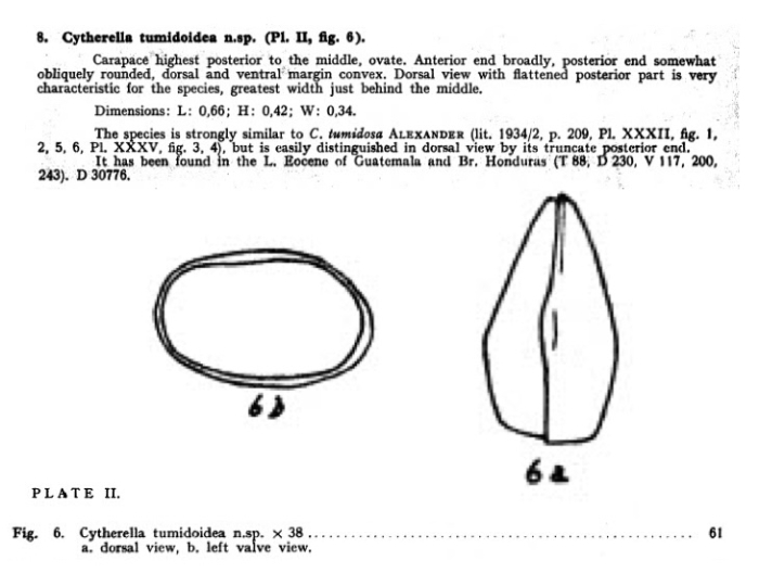 Cytherella tumidoidea Bold, 1946 from the original description