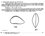 Caribbean Ostracoda