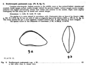 Erythrocypris pasionensis Bold, 1946 from the original description