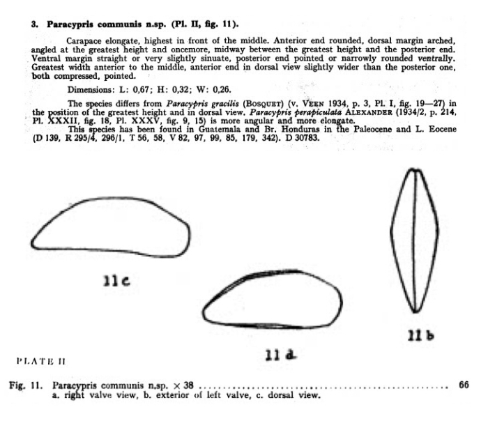 Paracypris communis Bold, 1946 from the original description