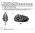 Cythereis reticulospinosa Bold, 1946 from the original description