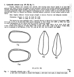 Cytherella cubensis Bold, 1946 from the original description