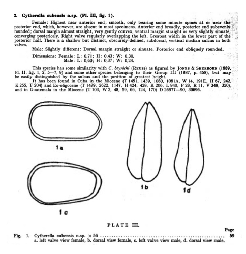 Cytherella cubensis Bold, 1946 from the original description
