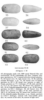 Cytherella arostrata Kornicker, 1963, Cytherella harpago Kornicker, 1963 and Cytherella pandora Kornicker, 1963 from the Bahamas (from Kornicker, 1963; text-figs 35-44)