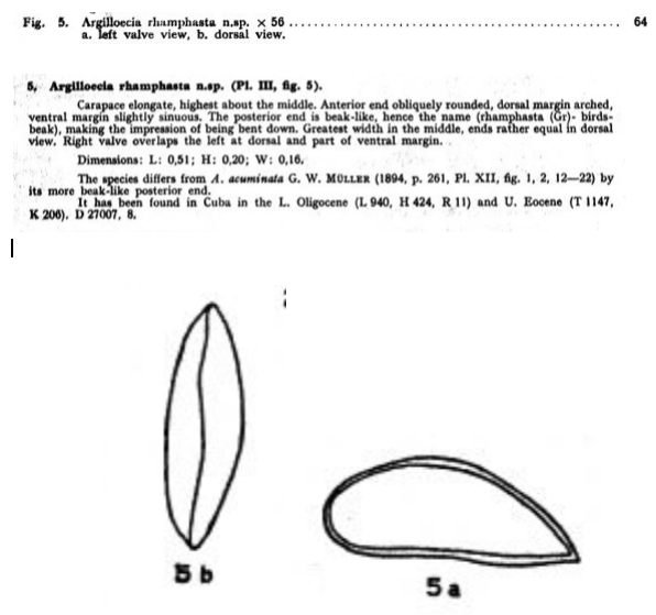 Argilloecia rhamphasta Bold, 1946 from the original description