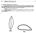 Caribbean Ostracoda