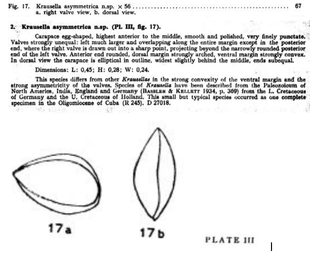 Krausella asymmetrica Bold, 1946 from the original description