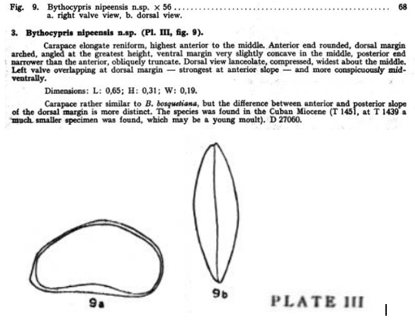 Bythocypris nipeensis Bold, 1946 from the original description