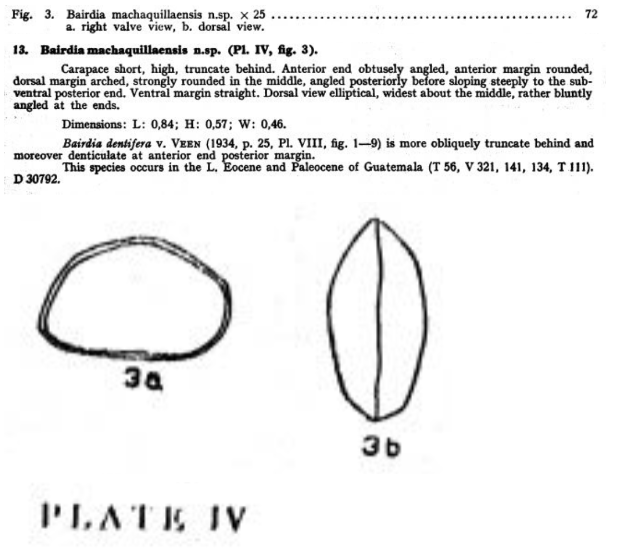 Bairdia machaquillaensis Bold, 1946 from the original description