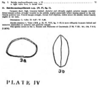 Caribbean Ostracoda